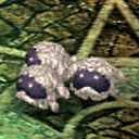 Poms